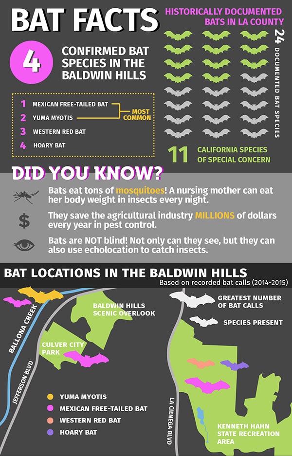infographic about bats